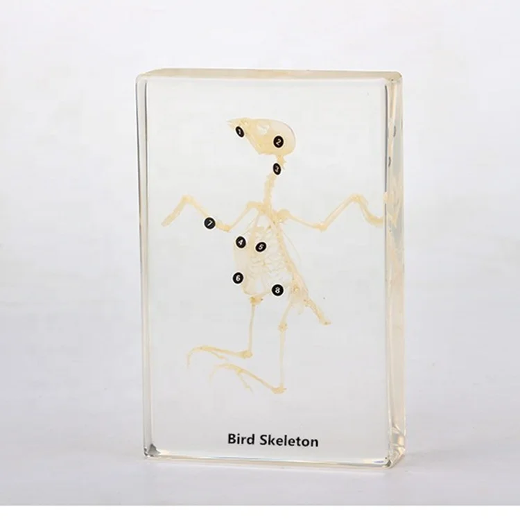 
 Оборудование для школьной биологии образцы скелета птиц  