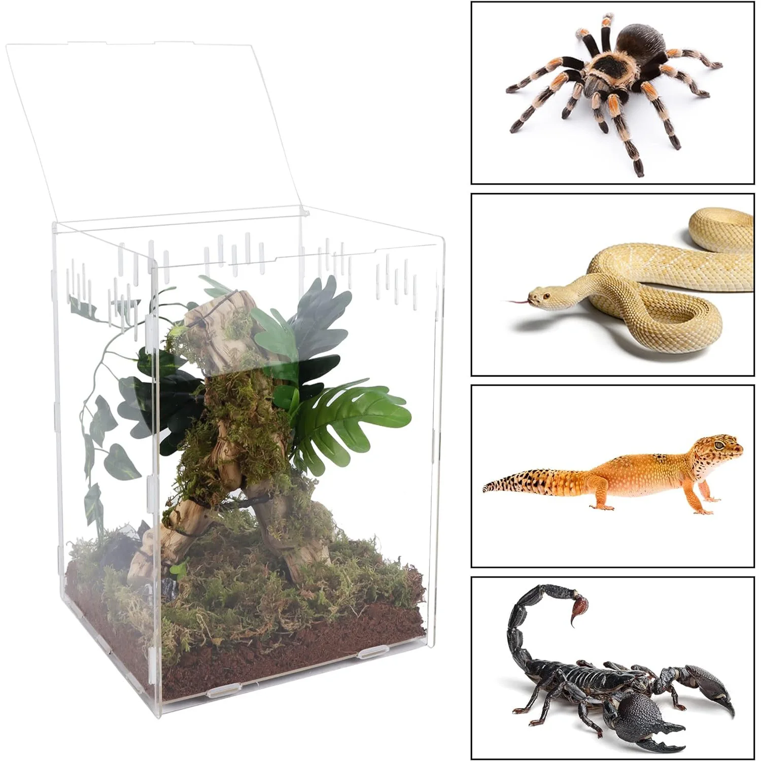 Custom Clear Reptile Terrarium Aquarium Breeding Tank Acrylic Tarantula Spider Enclosure Feeding Box Insect Habitat for Lizard