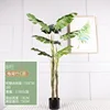 1.5M Monstera deliciosa, Style C