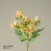 Yellow eshel butterfly chrysanthemum