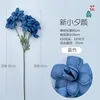 New Little Evening Glory, Blue
