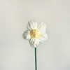 Puff flower white