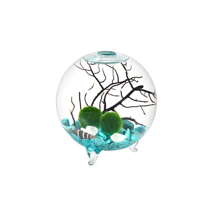4" Glass Footed Globe Terrarium With 3 Foot Marimo Balls Gravels