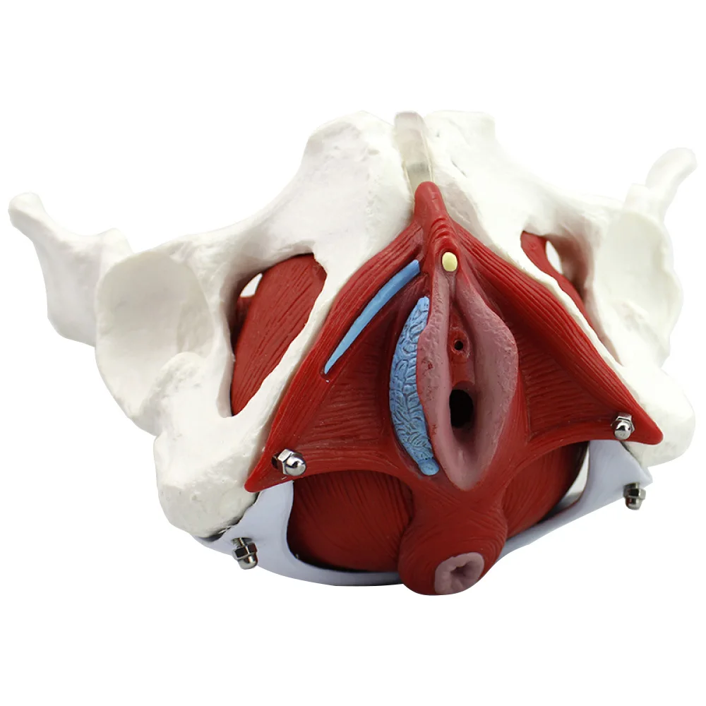 Female Perineum Model 2.jpg