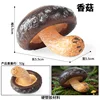 Setas Shiitake M-2127 de colores