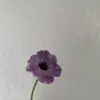 Morado claro