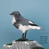 Shrike grigio