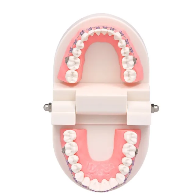 High Quality Dental Products Orthodontic Teaching Models Dental Prosthodontic Model