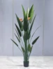 Bird of paradise