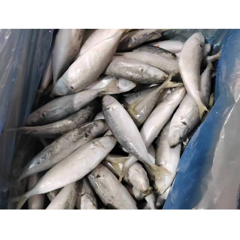 Frozen-mackerel-fish Mackerel Fish in China Frozen Horse Mackerel Supplier