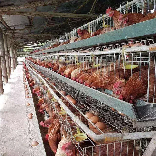 A Shape Wire Mesh Battery 10000 Layer Chickens Farm Bird Cage for Sale