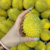 ทุเรียน
