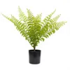 Herbe de rangée de 45 cm - 12 feuilles
