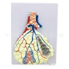 Lung enlarged relief