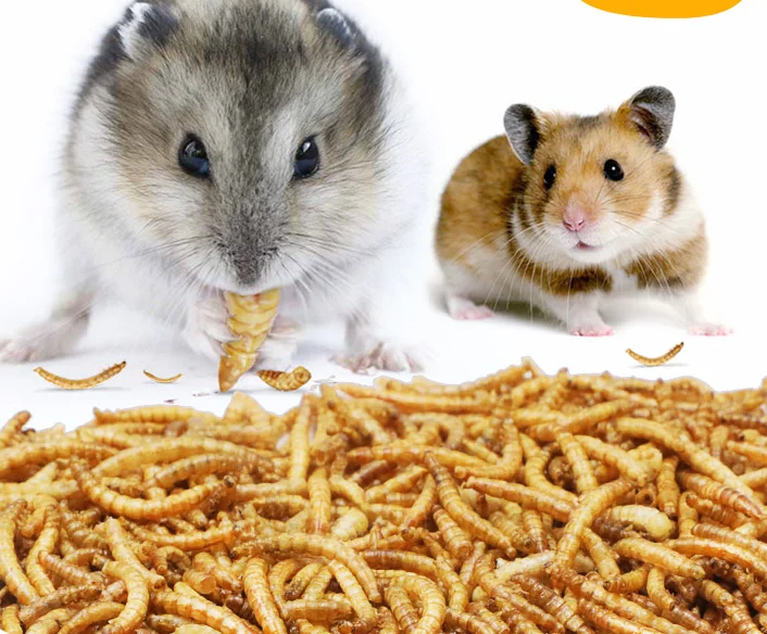 mealworms for hamsters