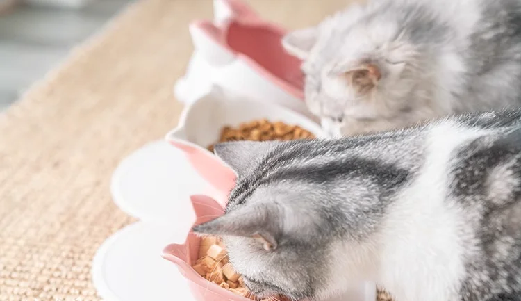 Wholesale Best Seller Eco-Friendly Cat Bowl Chubby Cute Pet Food Water Bowl Raised Design for Cats details