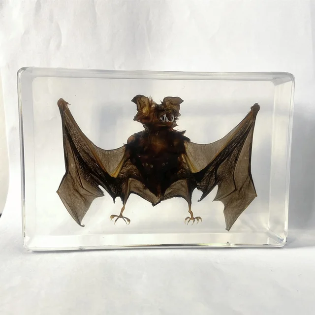 Animal Taxidermy Clear Acrylic Biology Model Bat Specimen for Science Observation