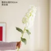 Pointed-head hydrangea white