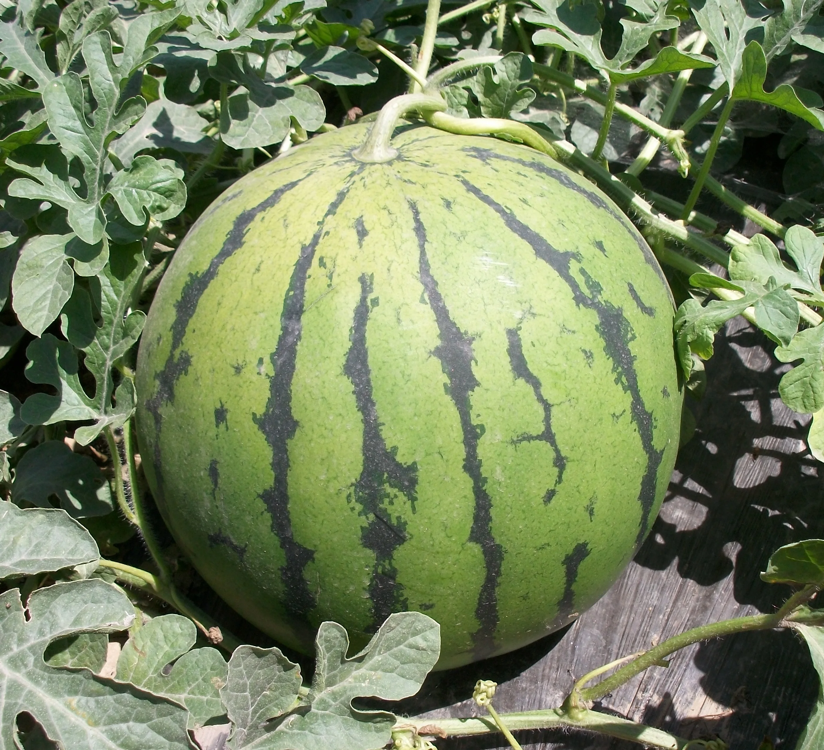 sr high sugar content hybrid f1 watermelon seeds