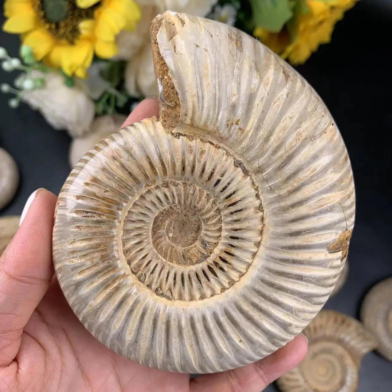 マダガスカル産ホ Wholesale Natureホワイトアンモナイト化石の販売