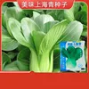 1# Shanghái Qing