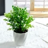 Acacia en maceta blanca 18cm