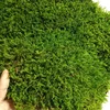 landscaping moss