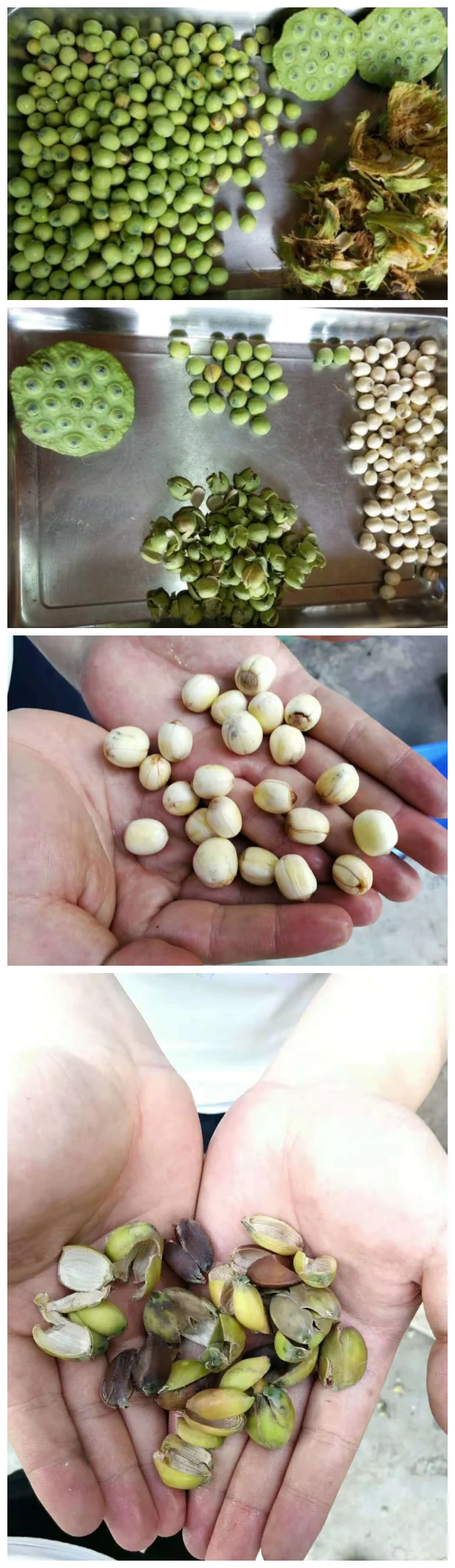 Automatic Lotus Seed Processing Machine Lotus Seed Shelling Machine