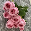 Rosa rosa