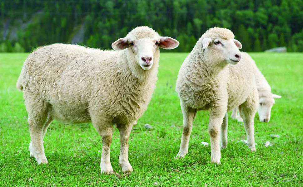 китайское фото