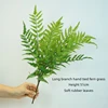 Codex fern leaves