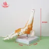 articulation du pied
