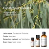 Eucalyptus (Australia) 10ml