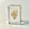 lumaca di mare 3