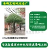 4.5m tall fiberglass olive tree (deposit link)