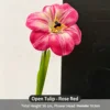 rose red