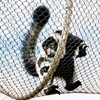 Zoo monkey hill enclosure stainless steel rope mesh