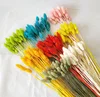 Gem grass