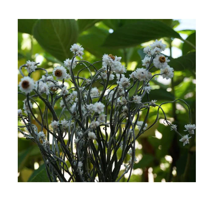 天然植物ドライフラワーフレッシュホワイトスモールデイジー装飾花素材 Buy 乾燥植物 花 ドライフラワー Product On Alibaba Com