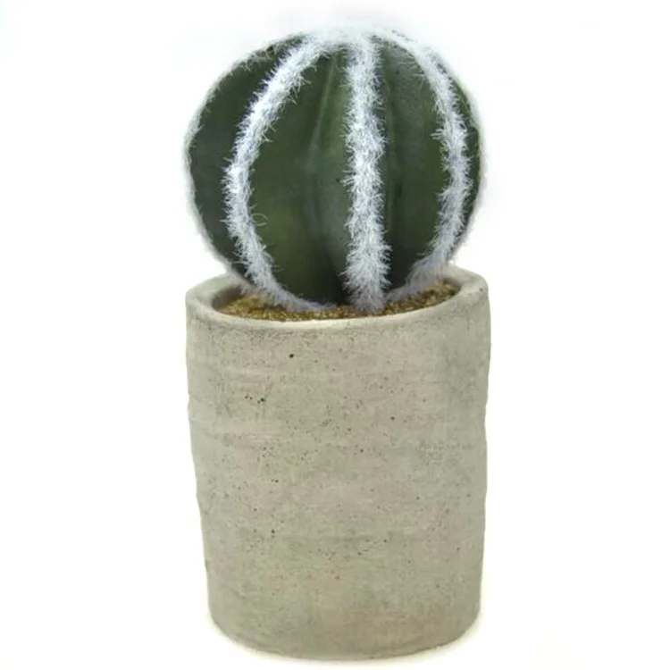 Wholesale cement base succulent ball cactus nurseries plants for decoration