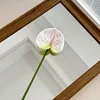 Bianco Rosa