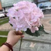 Hortensia # 3