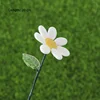 April white daisies