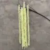 แชมเปญ