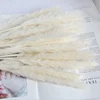 Erba di pampa essiccata 5