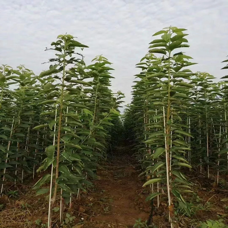 product grid surface fiberglass stake smooth fiberglass solid rod customize multi purpose fiberglass poles-1