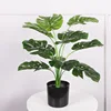 Monstera deliciosa 12 feuilles