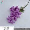 Evening Glory MQN Purple
