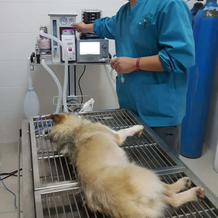 Medical veterinary gas anesthesia machine vet anesthesia equipments for pet cat dog Animal