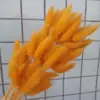 Arancione
